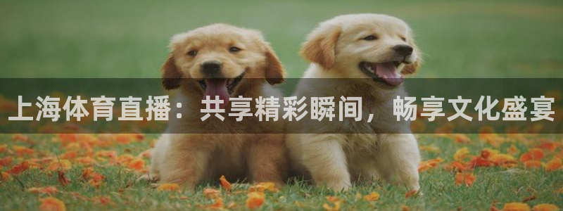 上海体育直播：共享精彩瞬间，畅享文化盛宴
